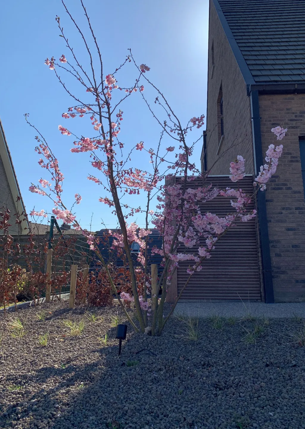 Totale tuinaanleg met kleine waterpartij Veurne door stijn lycke